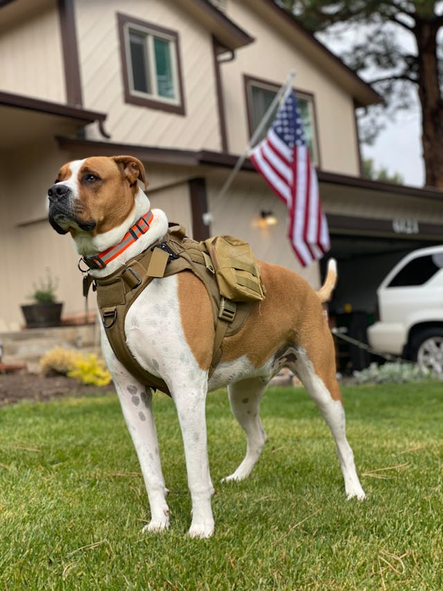 Brown and White Short Coated Military Dog on Green Grass // Healthier Veterans Today