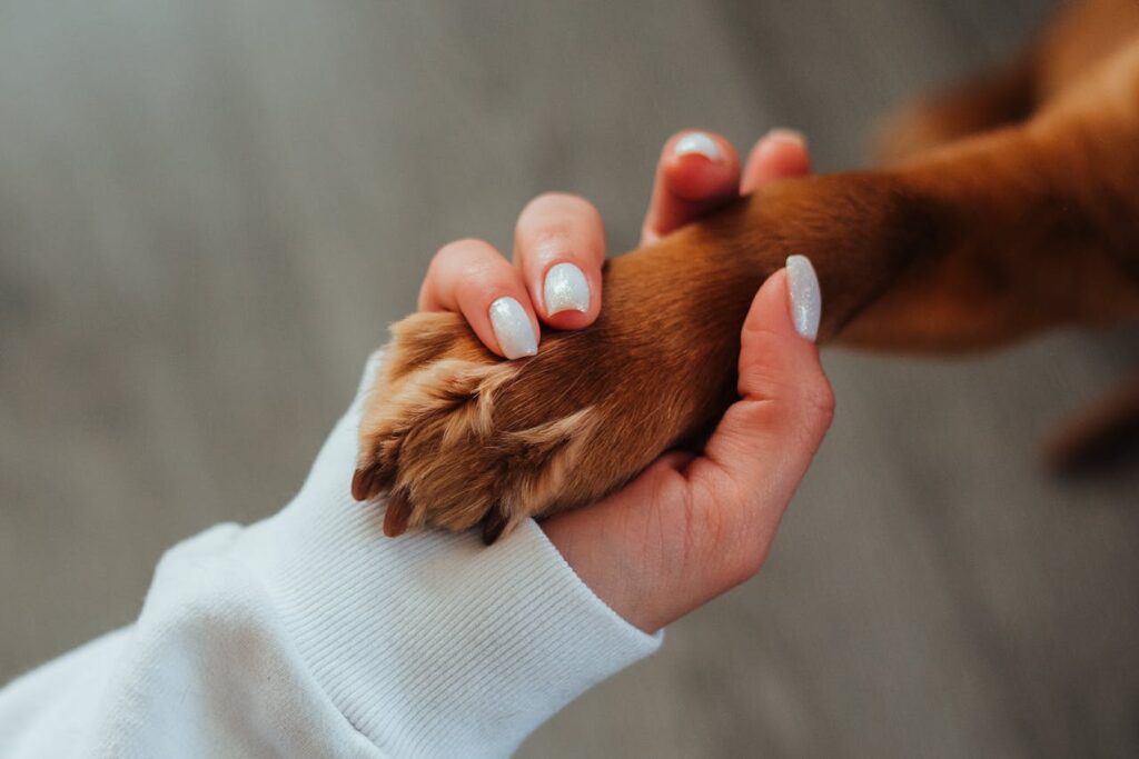 Unrecognizable woman holding paw of dog // Healthier Veterans Today