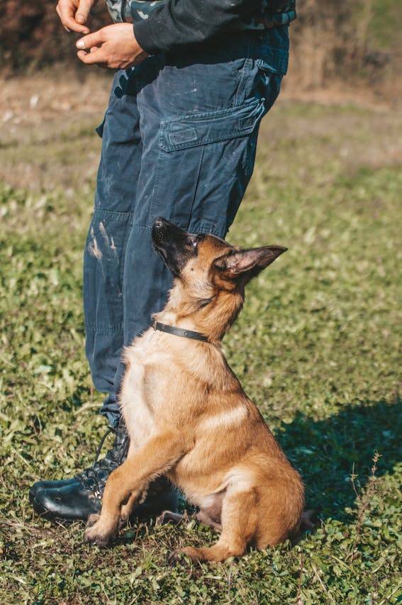 A Trained Dog Sitting Beside a Person // Healthier Veterans Today