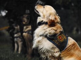 Military Dog Breeds, Close up of Police Golden Retriever // Healthier Veterans Today