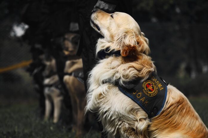 Military Dog Breeds, Close up of Police Golden Retriever // Healthier Veterans Today