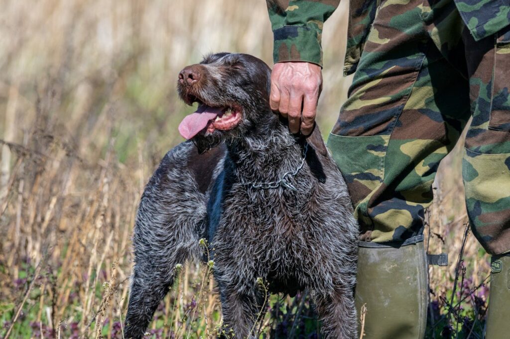 Man Hand over Dog // Healthier Veterans Today